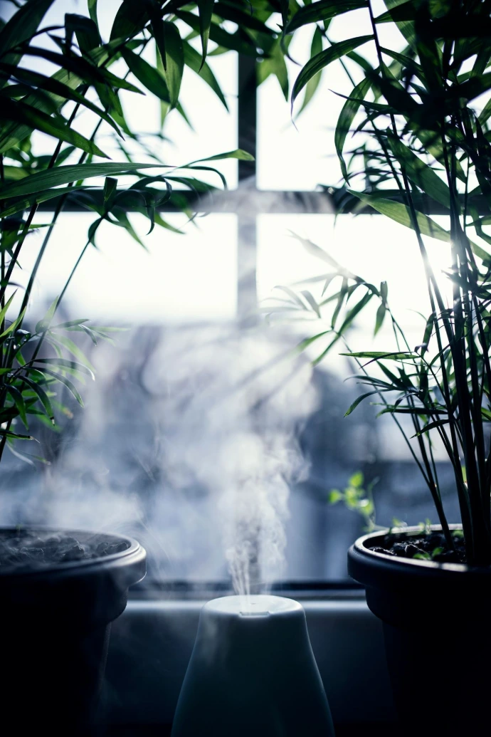green plant on black pot